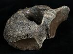 Woolly Rhinoceros Vertebra Bone - Late Pleistocene #3448-1